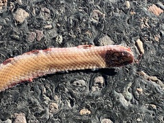 Tantilla hobartsmithi