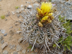 Copiapoa echinoides