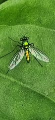 Chrysosoma