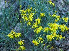 Senecio flaccidus flaccidus