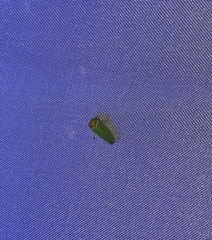 Iassus lanio