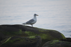 Larus glaucescens