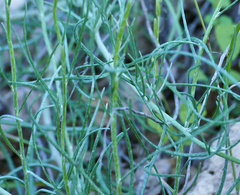 Senecio flaccidus flaccidus