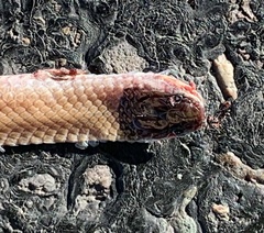 Tantilla hobartsmithi