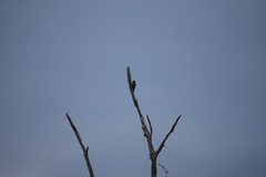 Sphyrapicus varius image