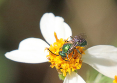 Halictidae