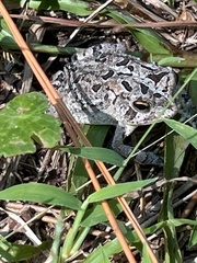 Anaxyrus terrestris
