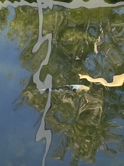 Cyprinus rubrofuscus