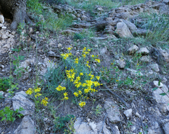 Senecio flaccidus flaccidus