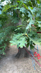 Quercus alba