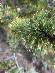 Pinus aristata