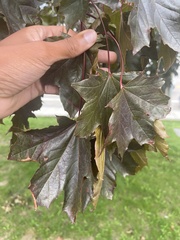 Acer rubrum