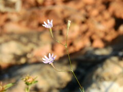 Silene corinthiaca