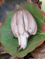 Coprinopsis romagnesiana