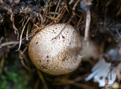Coprinopsis romagnesiana