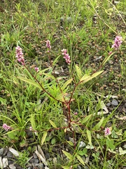 Persicaria pensylvanica