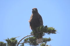 Buteo jamaicensis calurus