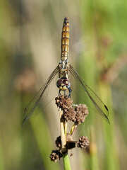 Trithemis annulata