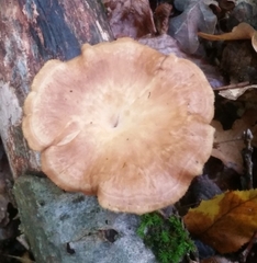 Polyporaceae