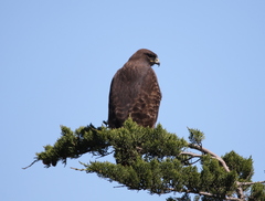 Buteo jamaicensis calurus