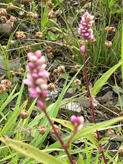 Persicaria pensylvanica