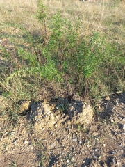Artemisia verlotiorum