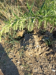 Artemisia verlotiorum