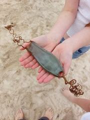 Scyliorhinus stellaris