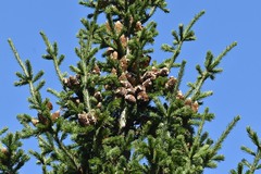 Abies sibirica