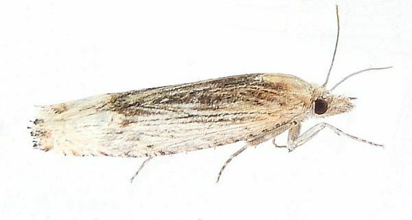 Suleima skinnerana