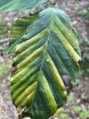 Litylenchus crenatae