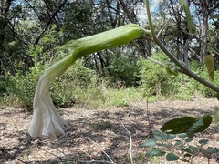 Datura innoxia