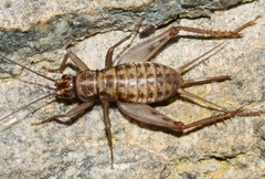 Petaloptila andreinii