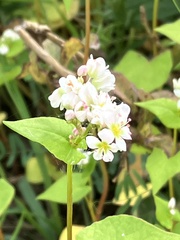 Fagopyrum esculentum