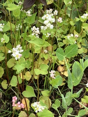 Fagopyrum esculentum