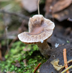 Meottomyces dissimulans