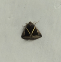 Chalciope mygdon