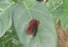 Abisara bifasciata