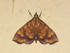 Cryptosara caritalis