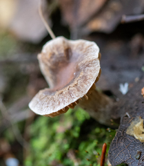 Meottomyces dissimulans