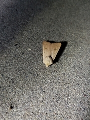 Dichagyris variabilis