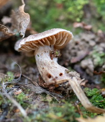 Meottomyces dissimulans