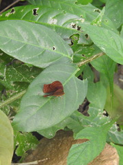 Abisara bifasciata