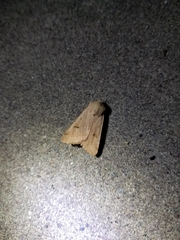 Dichagyris variabilis