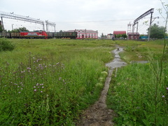 Cirsium arvense integrifolium