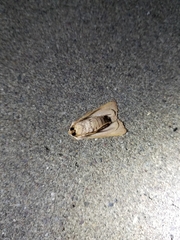 Dichagyris variabilis