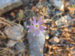 Silene corinthiaca
