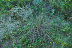 Muhlenbergia