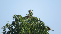 Emberiza citrinella