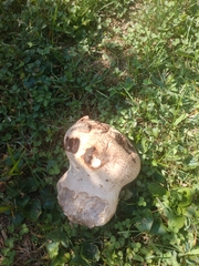 Lycoperdon utriforme